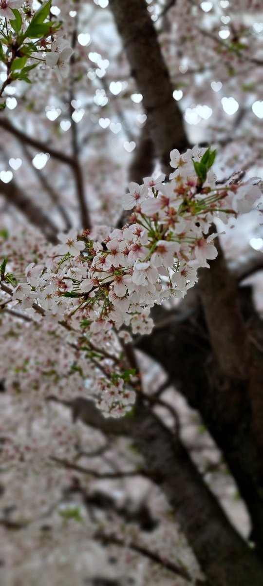 syabondama12743's tweet photo. 2025春🌸桜

今年も頑張って

咲き誇ったね😀

我が町の桜　後少しでお別れ

桜……桜……ありがとー

もう少しだけ

頑張って咲き誇れよ

おはよーございます(ฅ^ω^ฅ)♪ https://t.co/FScTxgHQaQ