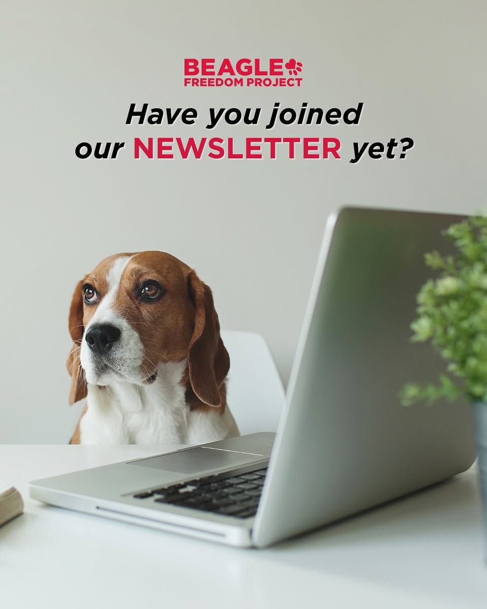 beaglefreedom's tweet image. Extra extra! Read all about it! ✨

Sign up for our E-newsletter to be up-to-date on everything BFP! Know about our rescues, campaigns, new legislation, and more! 🐶❤️

Sign up here: bfp.org/signup ✨

#beaglefreedomproject #endanimaltesting