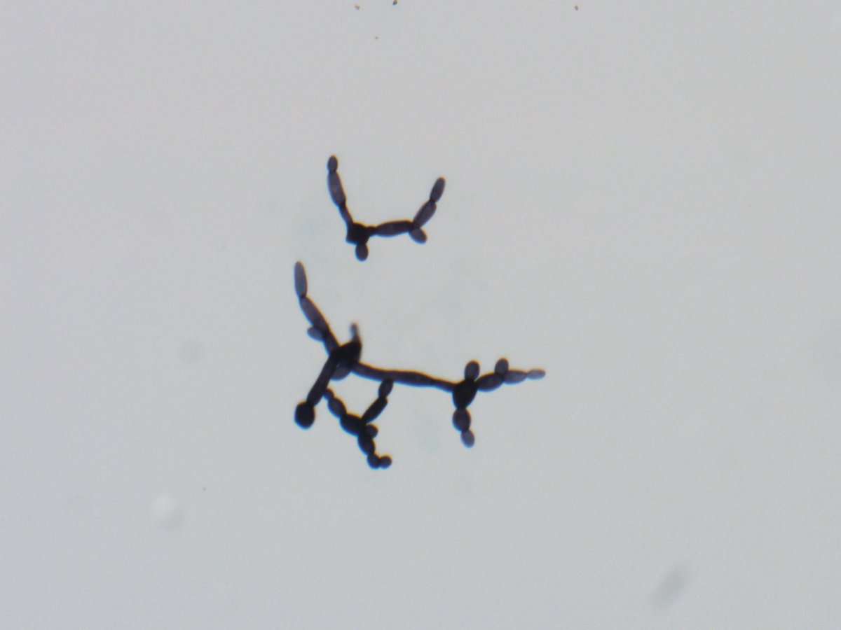 Frida Rosenblum tweet media