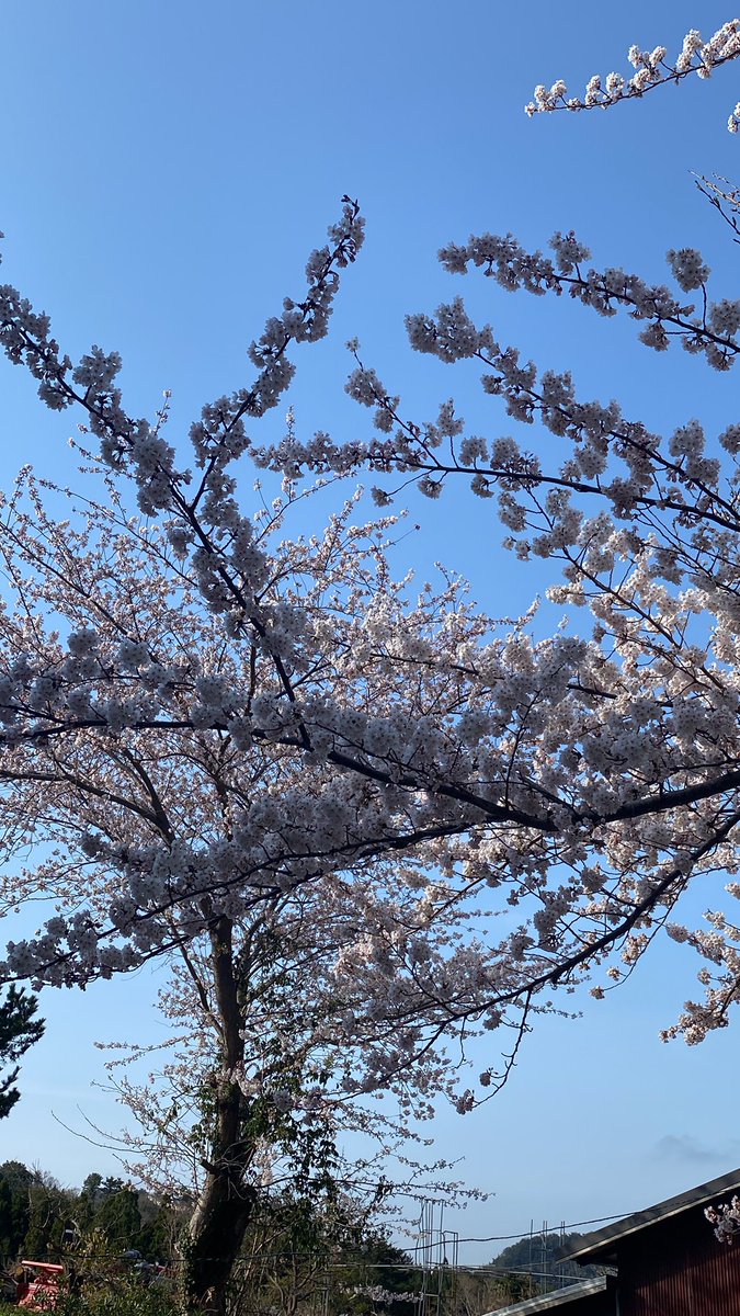 zmPN7rE3x1QXzFF's tweet photo. 庭の桜が満開に😆 https://t.co/Aq2uP8ePPB