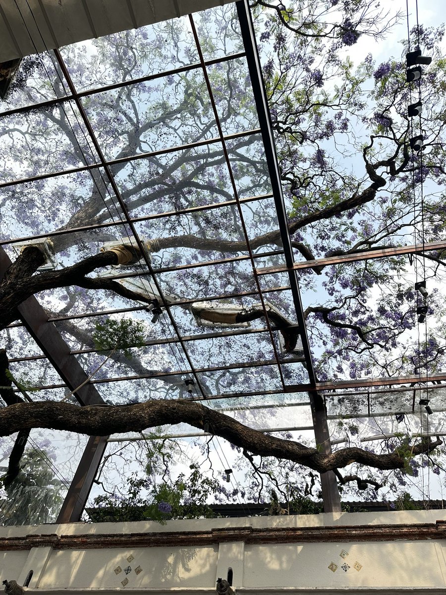 JAVIVIMENDOZA's tweet photo. @RicardoBSalinas @JorgeNikaidoB @MLMSalinas #JacarandaAzteca https://t.co/fcOHvHKAYl