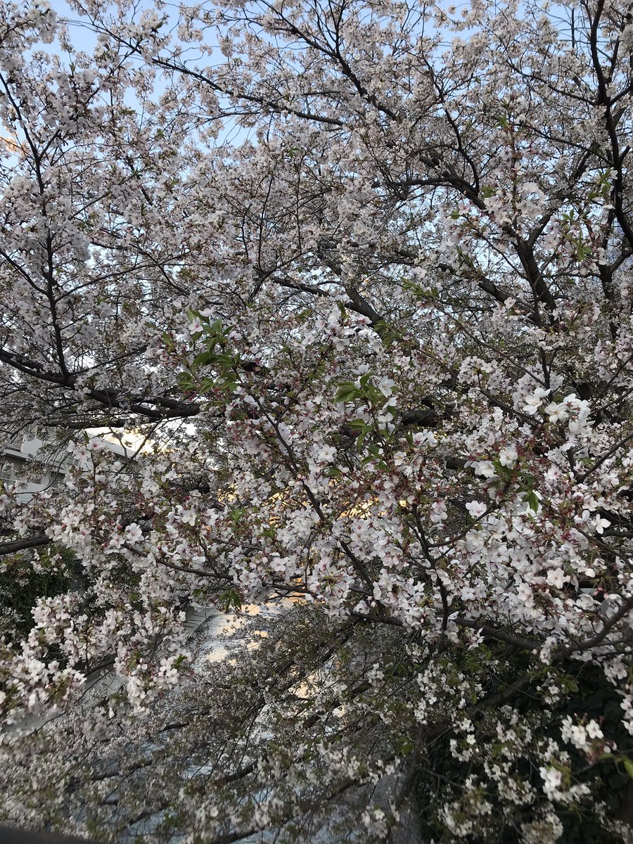 momofpuggy's tweet photo. ショーンくんお誕生日おめでとう！！！日本を楽しんでね！！！

#HBDSean2025 https://t.co/1bEPF91Ovo
