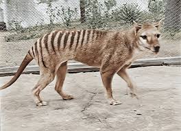peterjordan's tweet photo. Desde então, a empresa avaliada em cerca de US$ 10 bilhões, expandiu seus planos para incluir a desextinção do tigre da Tasmânia e do dodô, aquele pássaro feio do "A Era do Gelo", lembra? https://t.co/ORlkUkVeY3