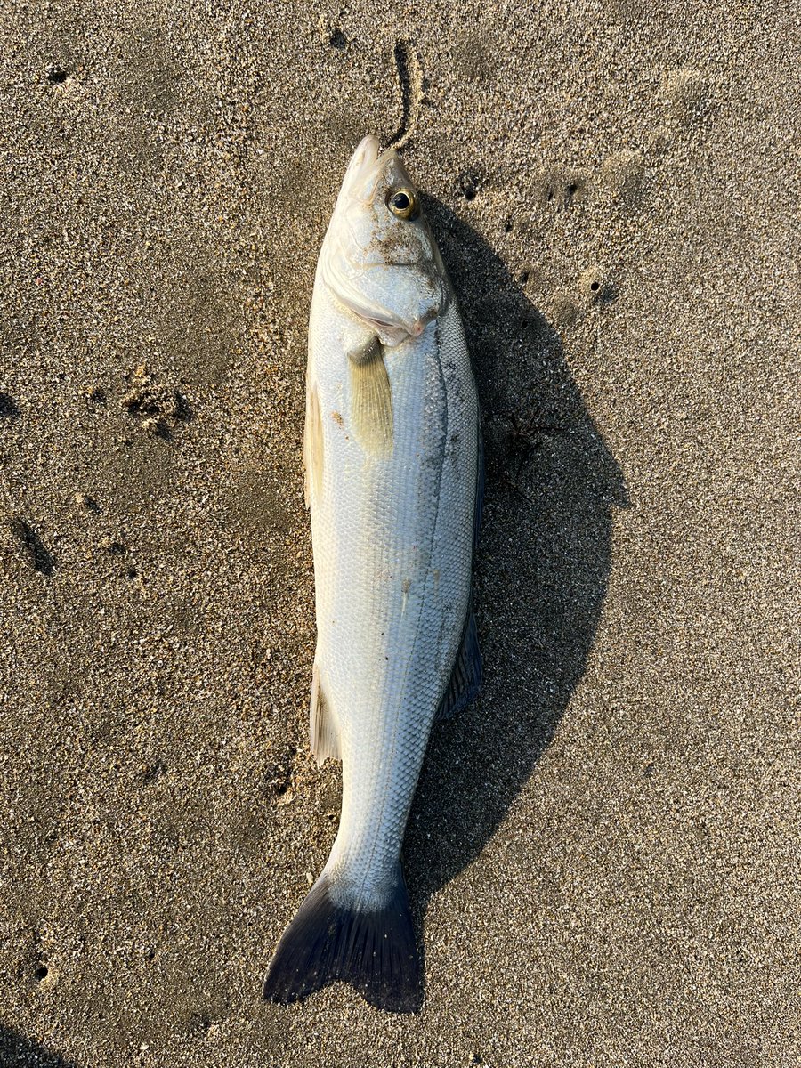 久々のサーフでしたが、
はまぐり→はく？→シーバスと楽しめました。生命感感じられてよかった！