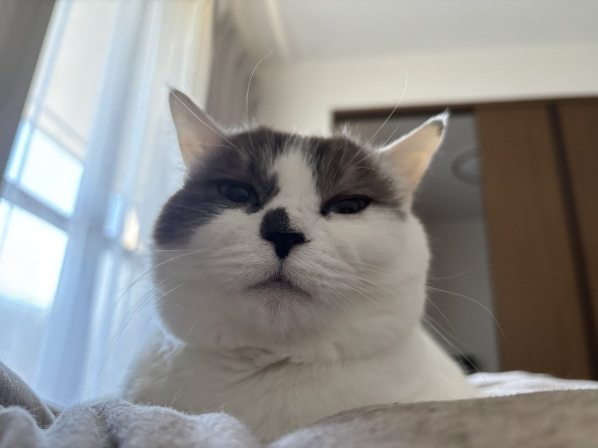 sechutom's tweet photo. おはよ〜

 #猫好きさんと繋がりたい 
 #猫の��る暮らし 
 #ねこかわいいね https://t.co/MfyrQZZUIR