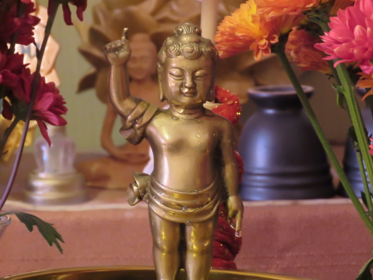 dharmaticvlog's tweet photo. Hanamatsuri es una festividad japonesa que celebra el nacimiento de Buda, específicamente el 8 de abril. Durante esta celebración, se realiza una ceremonia llamada “Kambutsue”, donde se baña una pequeña estatua del Buda niño con té dulce, llamado “amacha”. https://t.co/lrvbZUdLR9