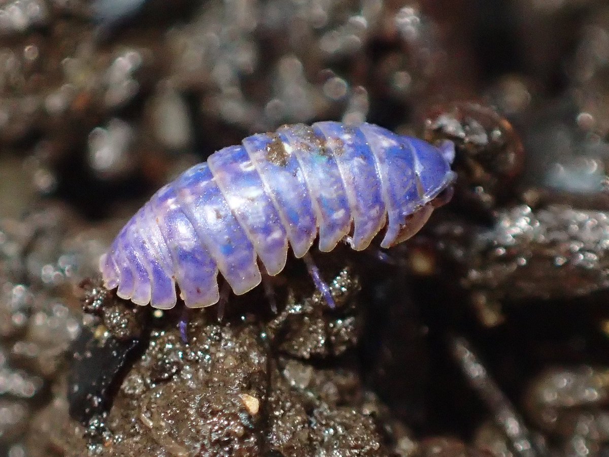 ☀️ cosmo ☀️ (@cosomosis) on Twitter photo 