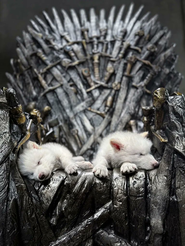 peterjordan's tweet image. 🚨 RESSUSCITARAM UM ANIMAL PRÉ HISTÓRICO? É ISSO MESMO? 

Vocês viram que nasceram filhotes de lobo-terrível, aquela espécie que foi extinta há milênios? Mas como foi isso? Realmente reviveram um lobo extinto? Vão reviver mais bichos?

Segue a thread 👇