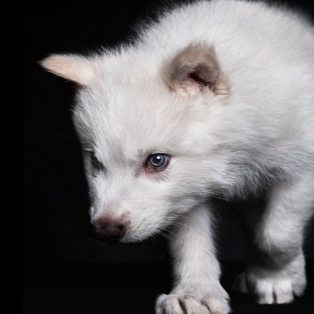 peterjordan's tweet image. 🚨 RESSUSCITARAM UM ANIMAL PRÉ HISTÓRICO? É ISSO MESMO? 

Vocês viram que nasceram filhotes de lobo-terrível, aquela espécie que foi extinta há milênios? Mas como foi isso? Realmente reviveram um lobo extinto? Vão reviver mais bichos?

Segue a thread 👇