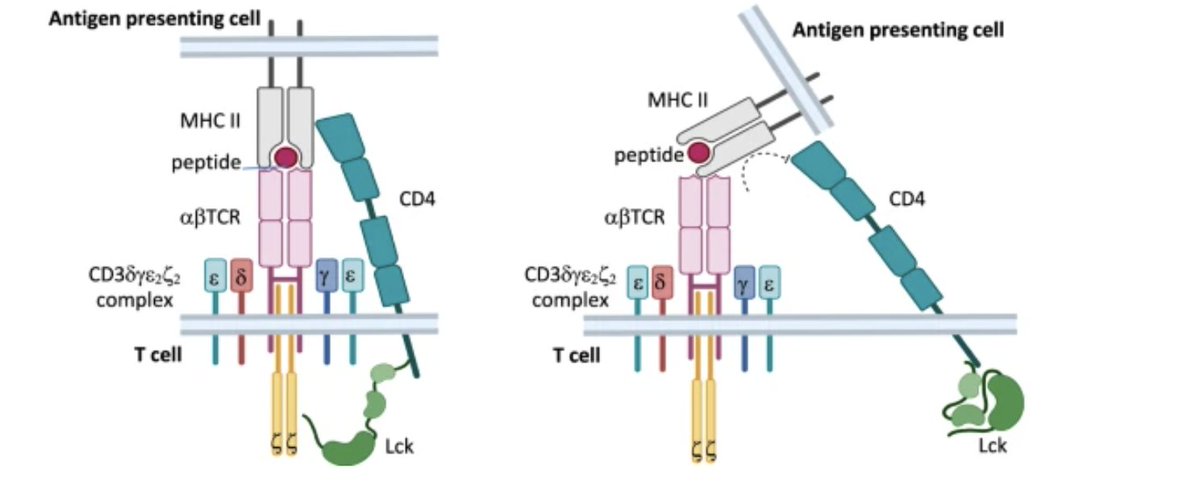 Eugenio Contreras (@eugecc) on Twitter photo What if TCRs didn’t need to see peptides to bind MHC?
A newly identified human TCR docks sideways onto HLA-DQ2.5—like an antibody.
This could reshape how we think about antigen recognition 🧐🧐
<a href="/MonashUni/">Monash University</a> <a href="/Monash_FMNHS/">Monash Medicine, Nursing and Health Sciences</a> <a href="/RossjohnLab/">Rossjohn lab</a> <a href="/NatureComms/">Nature Communications</a> Congrats! What if TCRs didn’t need to see peptides to bind MHC?
A newly identified human TCR docks sideways onto HLA-DQ2.5—like an antibody.
This could reshape how we think about antigen recognition 🧐🧐
<a href="/MonashUni/">Monash University</a> <a href="/Monash_FMNHS/">Monash Medicine, Nursing and Health Sciences</a> <a href="/RossjohnLab/">Rossjohn lab</a> <a href="/NatureComms/">Nature Communications</a> Congrats!