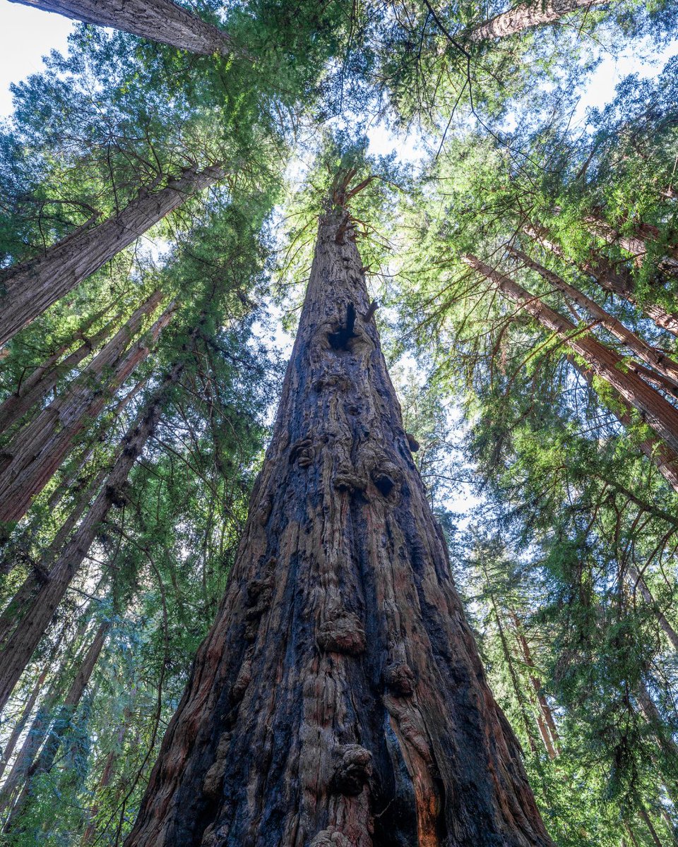 Wandering salamanders live their entire lives in the canopy of a single redwood tree. And they’re not alone up there. Entire ecosystems can live up high within redwood branches. Ferns, lichen, and even other full-sized trees have been found living in redwood canopies.