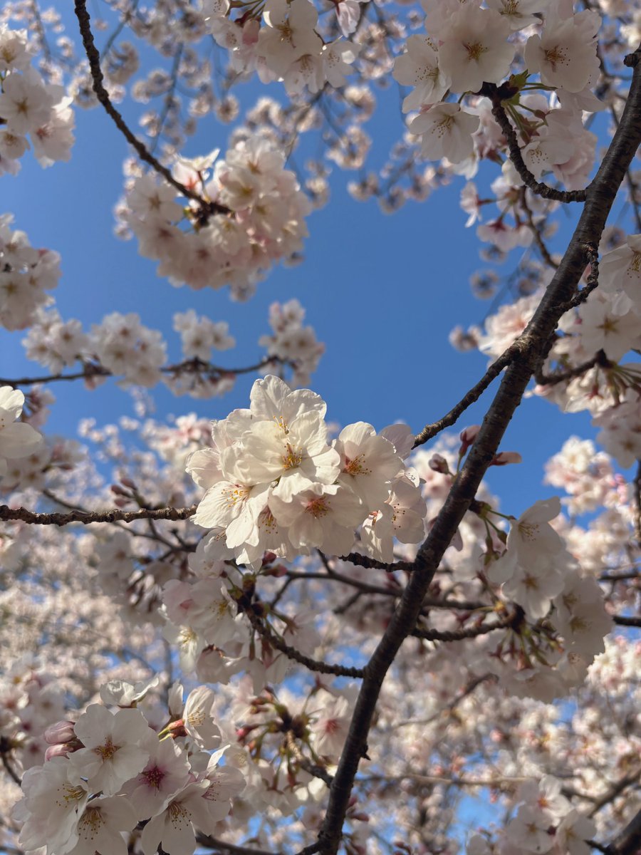 oss_disk97's tweet photo. 早起きして桜見てきた🍡満開滑り込み！ https://t.co/yczqNcDm6v