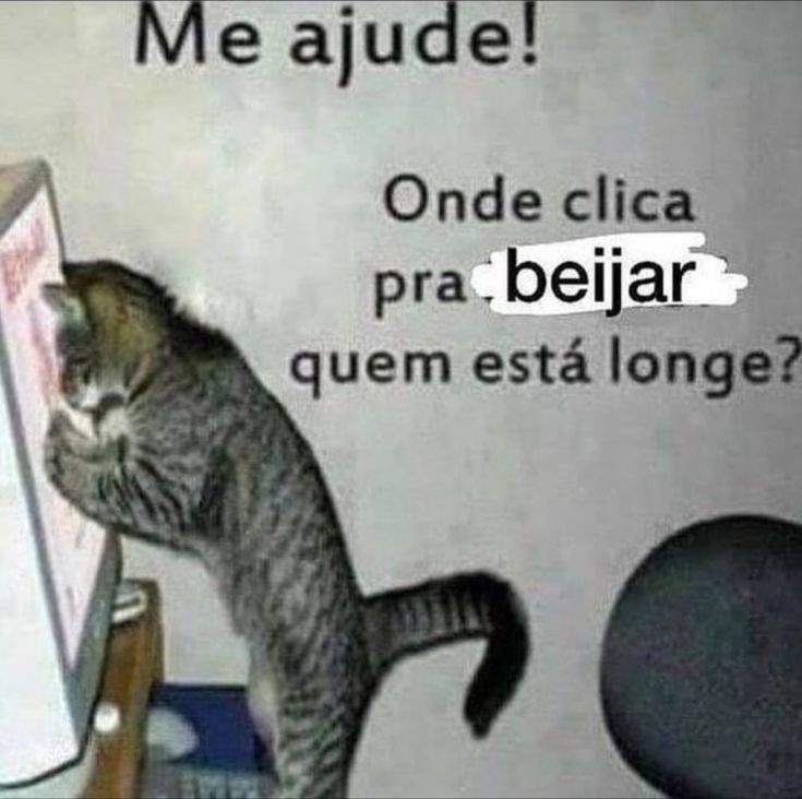 animais com frases aleatorias (@animaisfrases_) on Twitter photo 