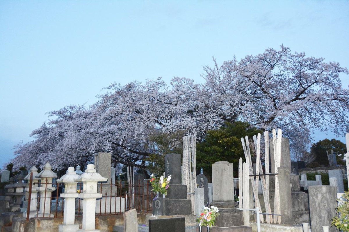 exp_ja's tweet photo. 【東京】
ソメイヨシノが誕生した豊島区で早春に人気の桜のお花見スポット

▽詳しく見る
https://t.co/cZW2sJFwTM

#DeepExperience
#桜 https://t.co/lc9wkDWXvZ