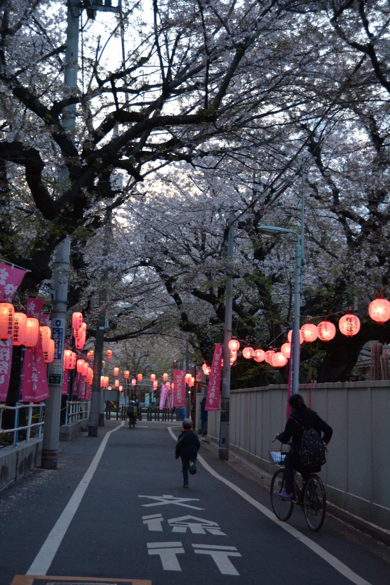exp_ja's tweet photo. 【東京】
ソメイヨシノが誕生した豊島区で早春に人気の桜のお花見スポット

▽詳しく見る
https://t.co/cZW2sJFwTM

#DeepExperience
#桜 https://t.co/lc9wkDWXvZ