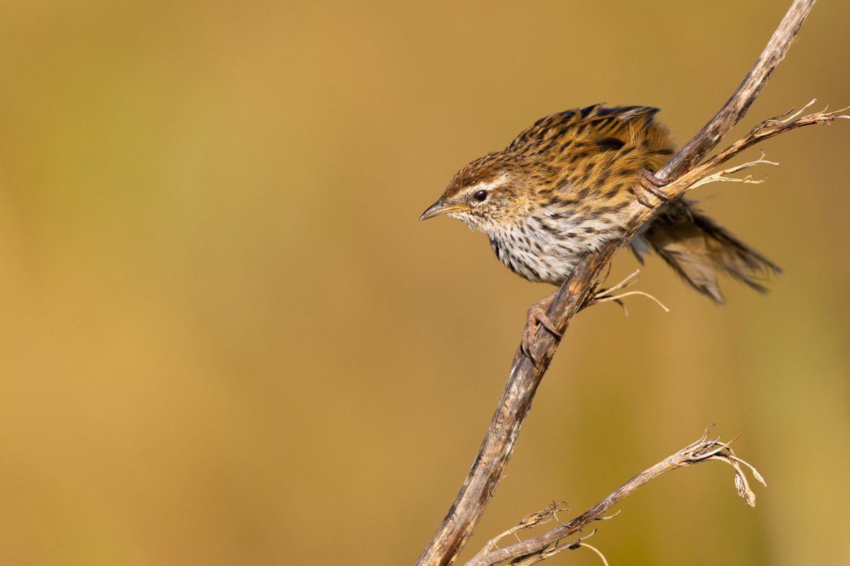 DrPaulSorrell's tweet photo. Mātātā (fernbird) with plenty of room to look into the frame.
#birdphotography #TwitterNatureCommunity #birds #nzbirds #wildlifephotography #NaturePhotography #BBCWildlifePOTD #ThePhotoHour #PhotoOfTheDay #BirdsSeenIn2025 #Fernbird #NewZealandFernbird #Mātātā #GoldenHour https://t.co/lSK8J2TgAV