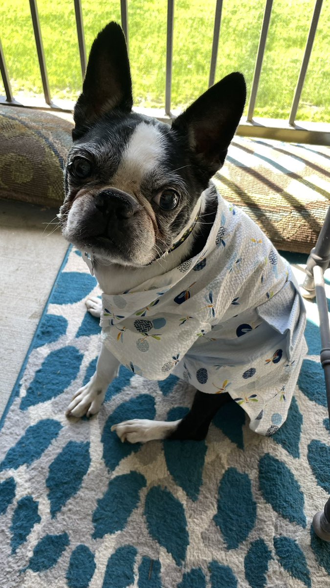 Hi, here’s my dog in a kimono