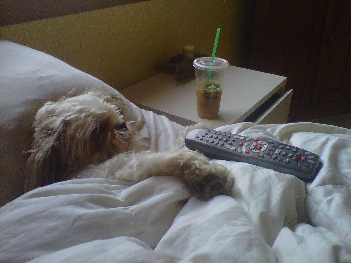 Tesar23's tweet photo. @BettingThePitch Had to say goodbye to my best pal Buster last week. 18 years. Miss him. 

Sorry for your loss man. https://t.co/MLOHdBDezP