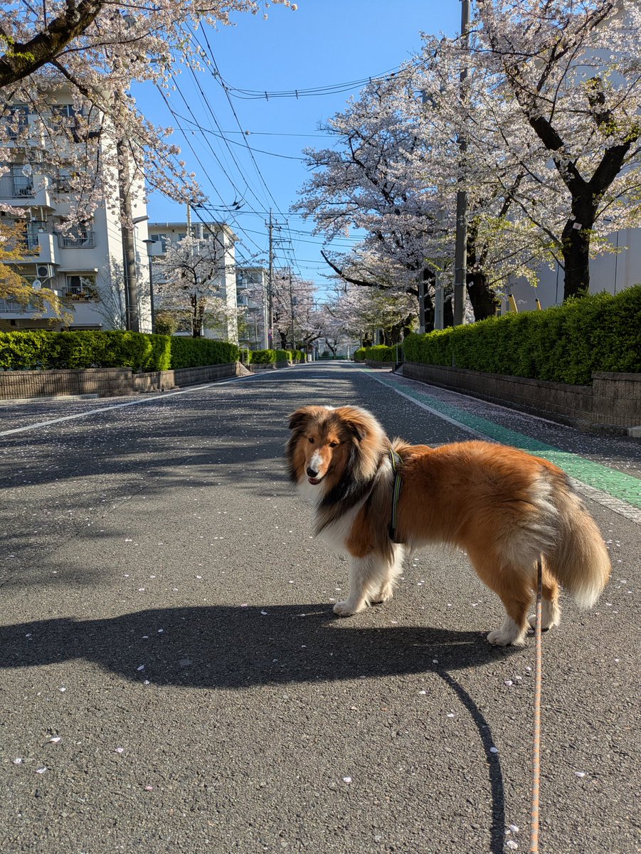 最近の朝のルーティンの桜並木の散歩がそろそろ終盤😮‍💨
桜🌸は綺麗な時が短いな😅