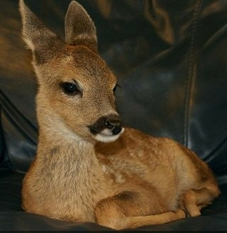 deershouldnt's tweet photo. rage is consuming me https://t.co/hWK49On0Fh