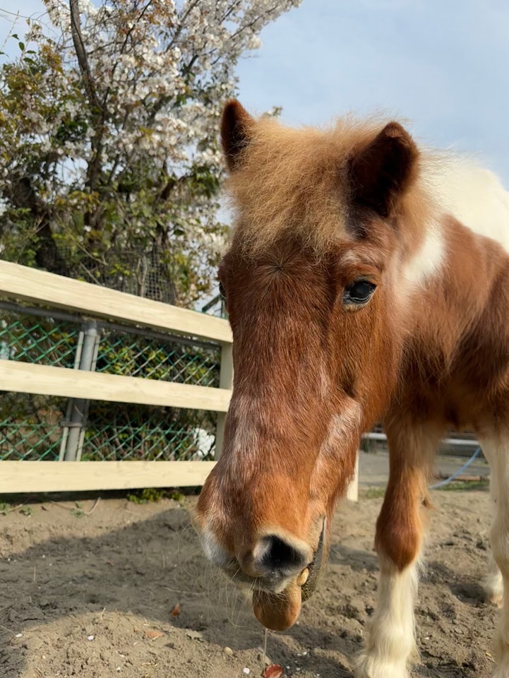 昨日、4月8日はポニーの楓のお誕生日でした。33歳になりました。ポニー