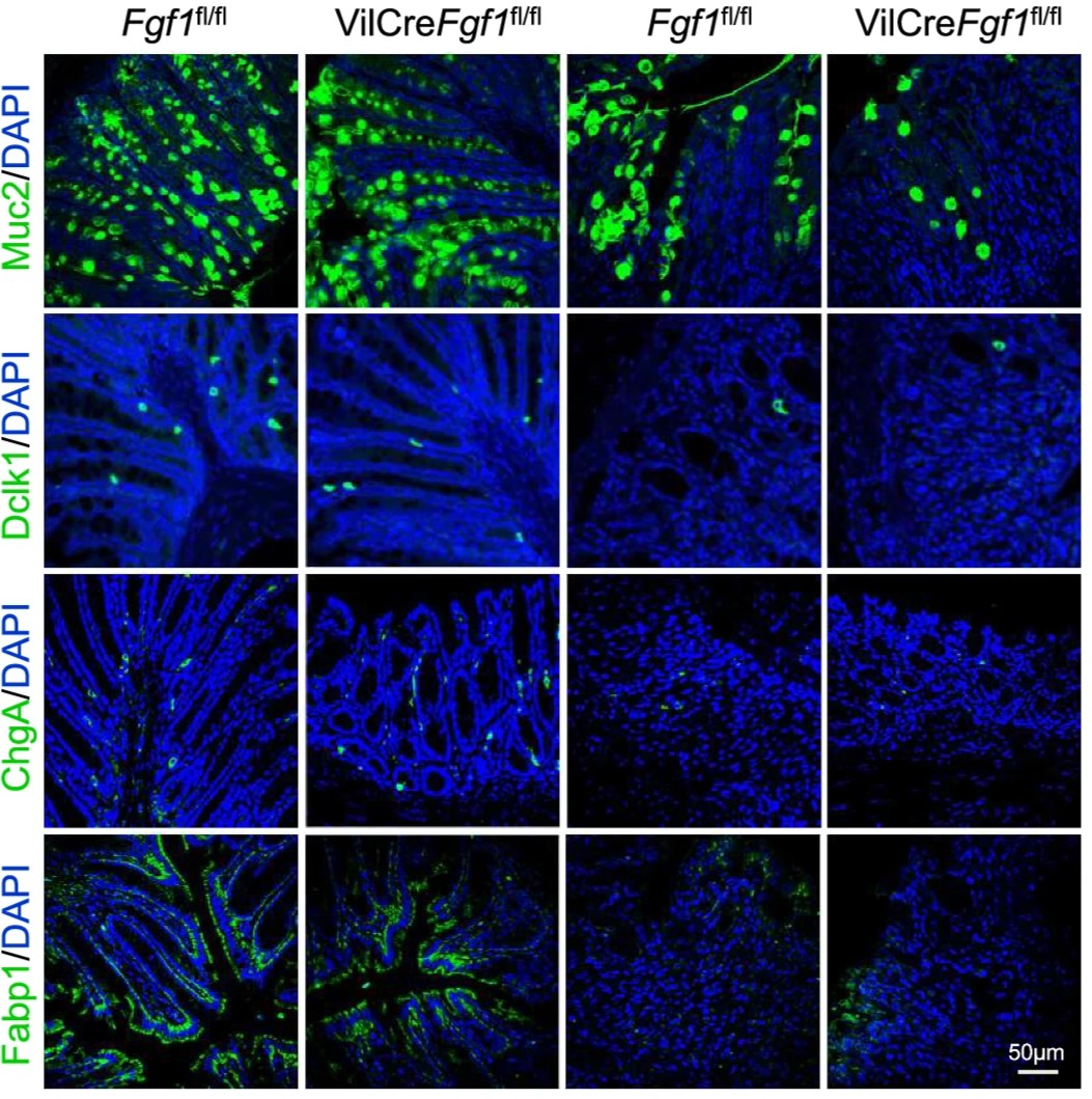 Intestinal_Cell's tweet photo. 🔎 Led by Dr. Jianlou Niu and collaborators, researchers identified an epithelial niche-derived FGF1 that regulated #IntestinalStemCell commitment toward goblet cells, shedding light on strategies for treating #IBD. | @NatureComms 

🔓 https://t.co/UPKXWxv3pv https://t.co/Esqyx1WzhH