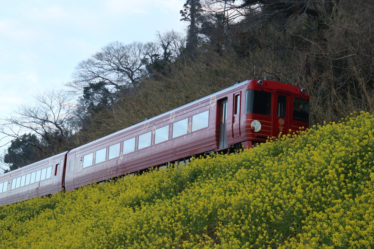 KK777S's tweet photo. 伊予灘ものがたり

撮影日　2025/3/1(土)

#愛媛県
#10周年ありがとうこれからも
#菜の花
#伊予灘ものがたり
#カメラ男子
#写真撮ってる人と繋がりたい https://t.co/C2RUqzTmN6