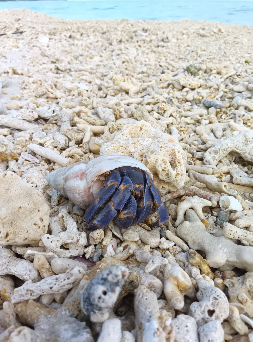 imoihcadako333's tweet photo. 久米島に来ています。
パートナーが昔、住んでいた島。
のんびりとしていて素敵な島！
ダイビングをしてビーチを散歩して最高！！
ビーチでデカいヤドカリいると思っって調べたらオカヤドカリという天然記念物のヤドカリっぽい！
#オカヤドカリ 
#久米島 https://t.co/lyFANZn3a9