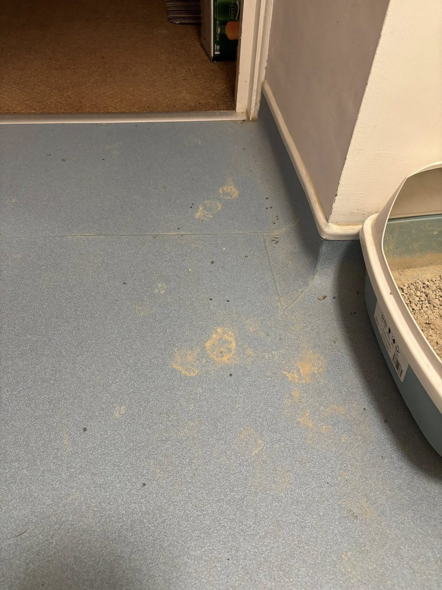 Deadhellhound's tweet image. #Asda @AsdaServiceTeam 
I am totally disgusted , I have bought this cat litter for nearly 2 years, no issue, but this bag is beyond cutting corners! there is so much dust in it, I now need a rug doctor for the carpets and a deep clean on bathroom floor! HELP