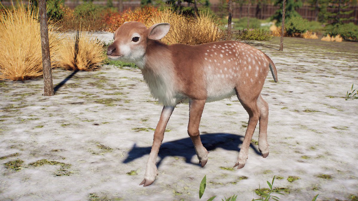 DracoLizardo's tweet photo. Wir Unterbrechen das Laufende programm für ein Paar Deerlings! #Deerlings #PrehistoricKingdom sie wollen euch die Tränen ablecken damit ihr nich teraurig seit ! 🥺 https://t.co/qb6hZ7uSUW