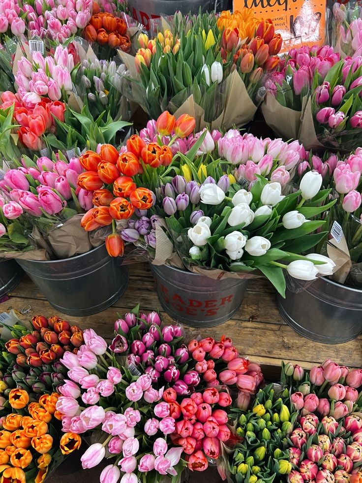 tulips