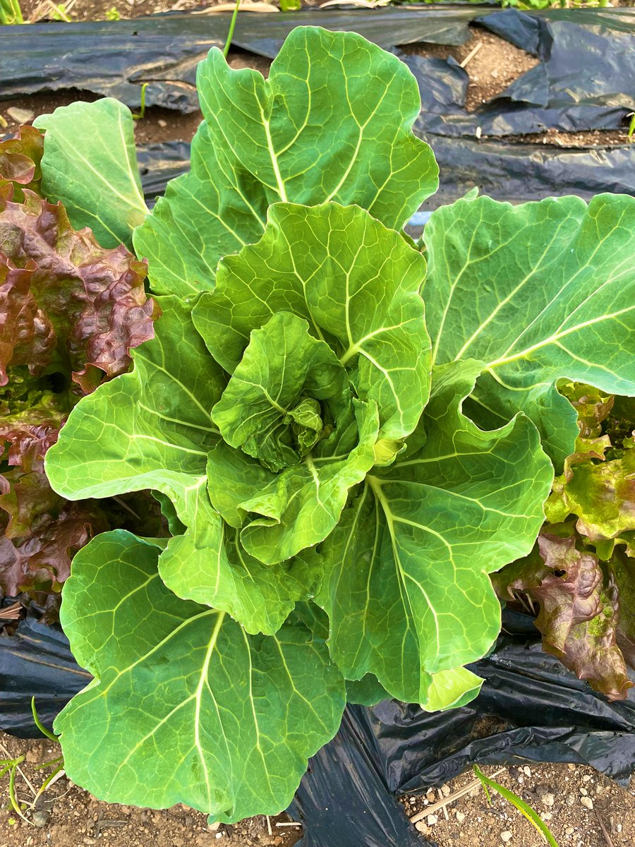 白菜の苗🌱を買ったはず？
寒い時期に植えて全く成長しなくて、しかも薄紫色だった苗。
これ白菜じゃなくてキャベツじゃないかな？見守り中😆

#菌ちゃん農法
#自然農法