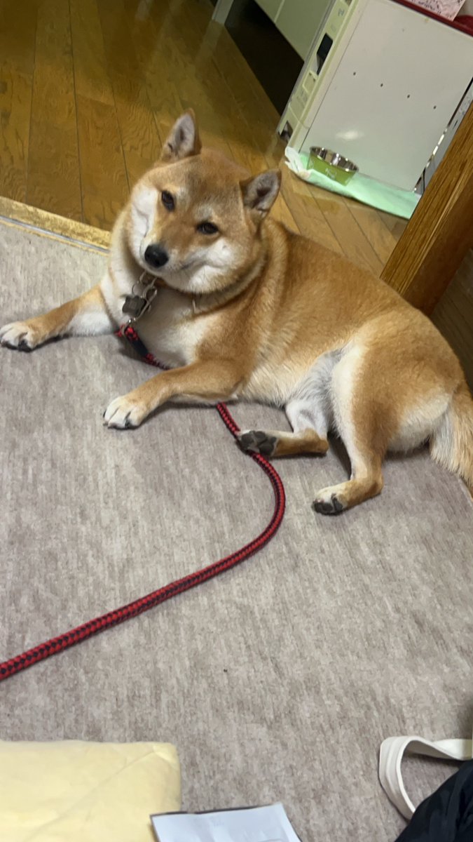 00oo00ww's tweet photo. しっぽが太く短いのが特徴です。太っていて体は大きいです。
#迷子犬 #迷い犬 #仙台市迷子犬
#RTお願いします https://t.co/e26ZUFDcii