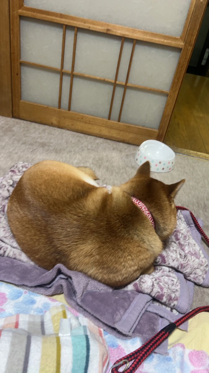 00oo00ww's tweet photo. しっぽが太く短いのが特徴です。太っていて体は大きいです。
#迷子犬 #迷い犬 #仙台市迷子犬
#RTお願いします https://t.co/e26ZUFDcii