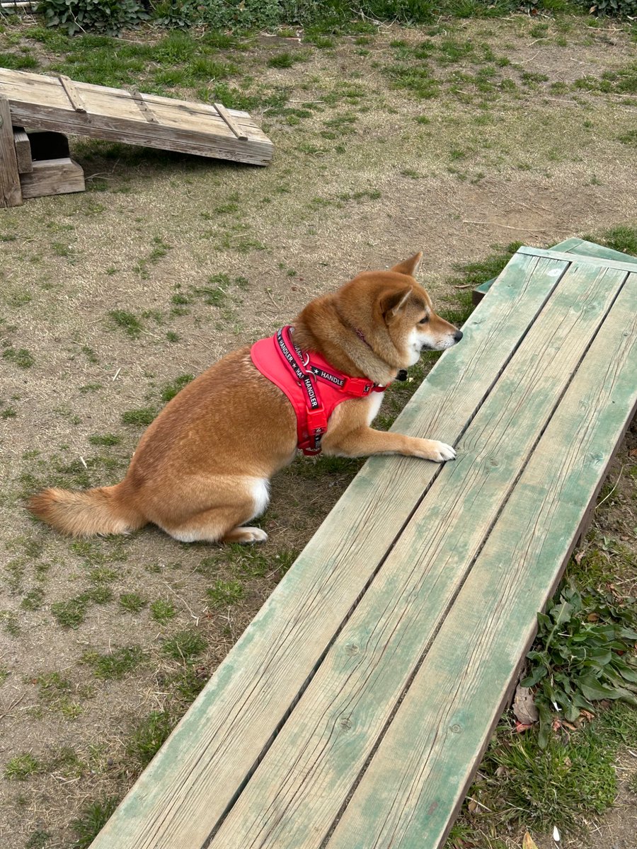 00oo00ww's tweet photo. しっぽが太く短いのが特徴です。太っていて体は大きいです。
#迷子犬 #迷い犬 #仙台市迷子犬
#RTお願いします https://t.co/e26ZUFDcii