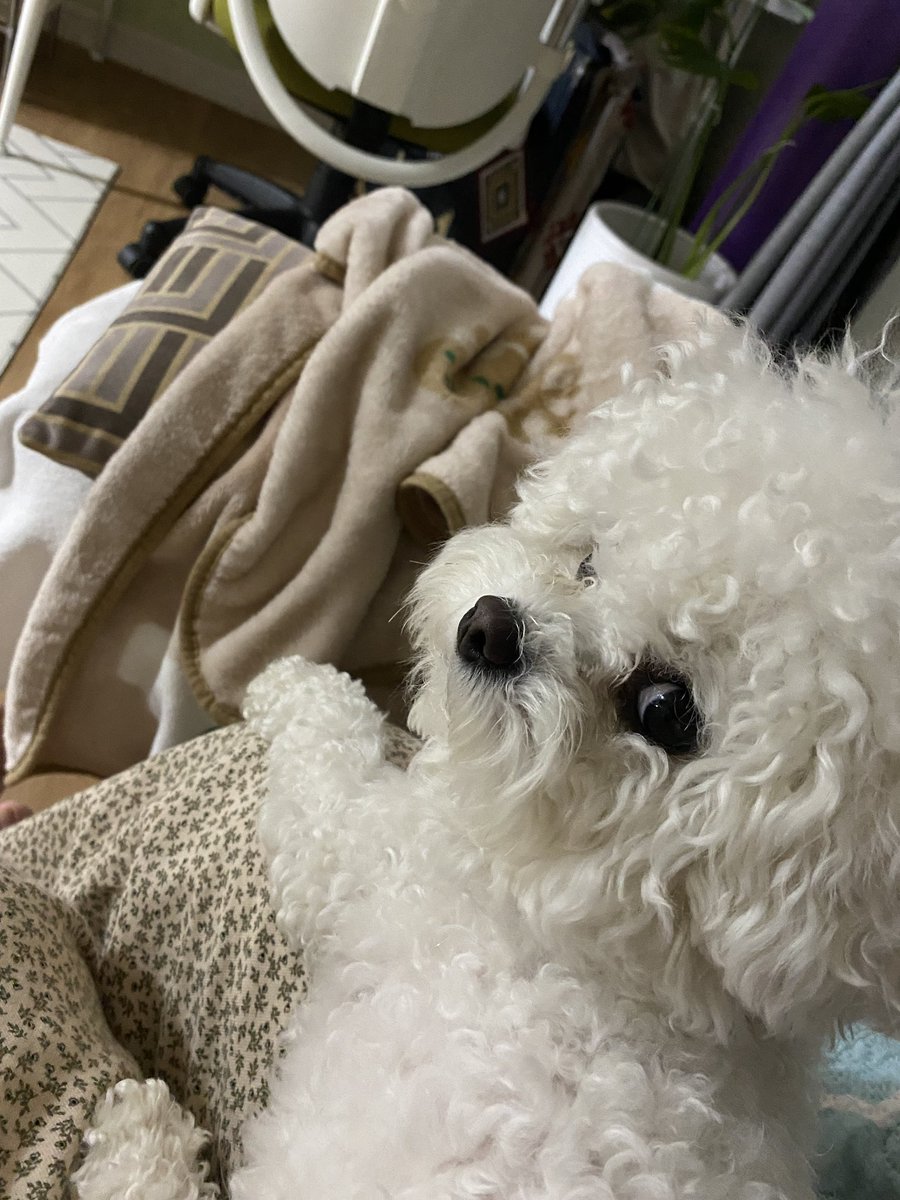 frisemoment's tweet photo. 👀
 프리제의 비숑
이름은 비밀이여서 둘째라고 한다
닉네임 프리제도 비숑을 좋아해서라고. https://t.co/iwy5JHsAeN