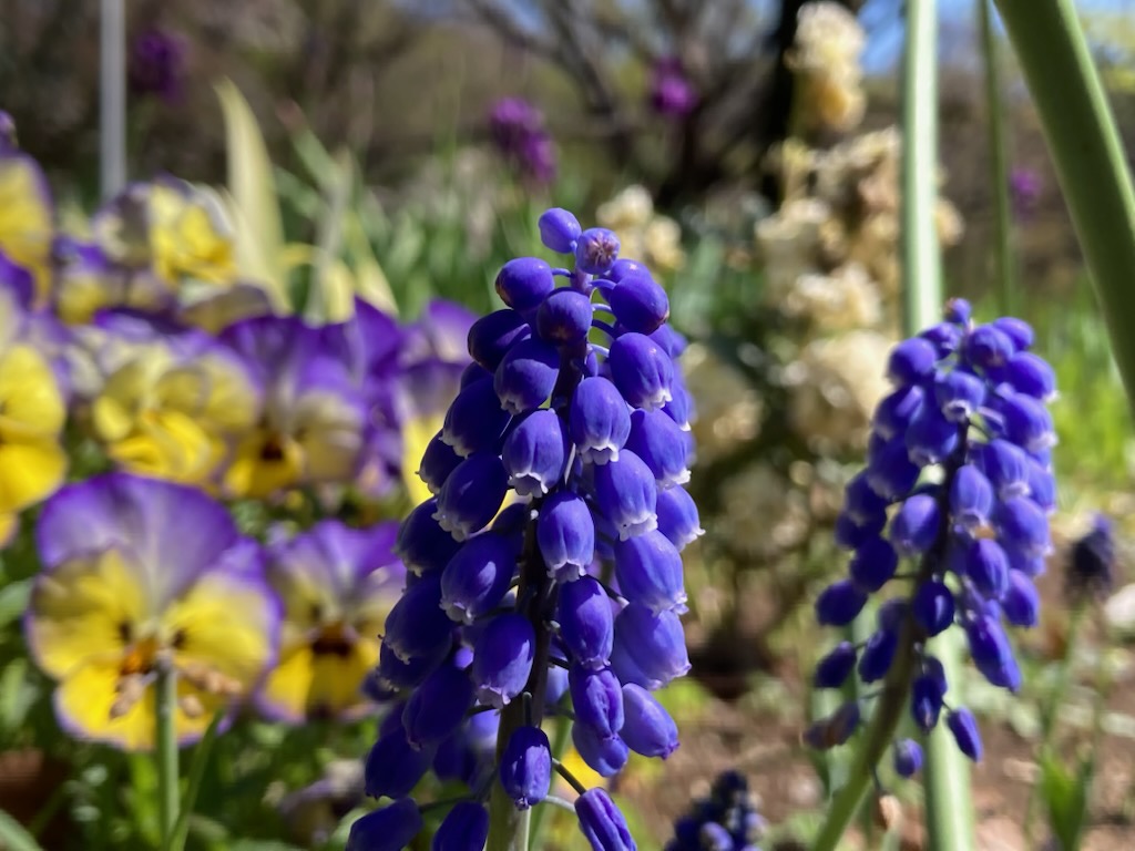 京紫の地に銀灰色とターコイズで描かれた薔薇の花が