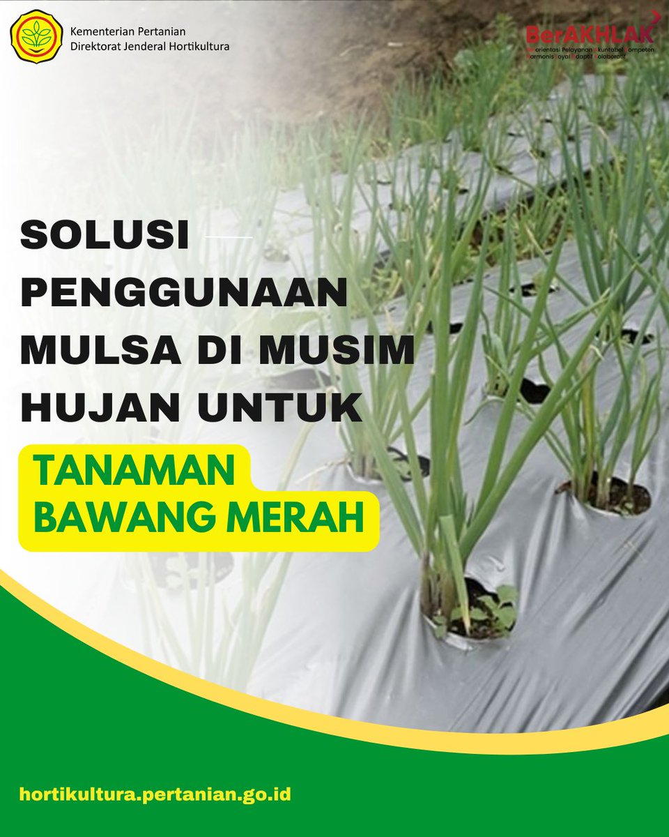 ditjenhorti's tweet photo. Lindungi tanaman bawang merah di musim hujan! 🌧️ Gunakan mulsa perak atau organik untuk mencegah genangan, menjaga suhu, dan tingkatkan aerasi tanah. Solusi hemat dan ramah lingkungan untuk panen optimal!
#fypシ #fypシviral #mulsa #bawangmerah #musimbawang #informatif https://t.co/ppCo82ecgi