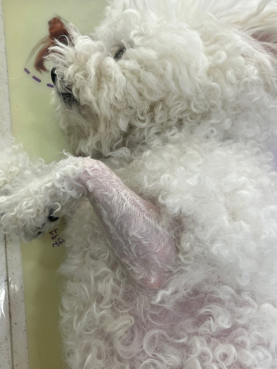 frisemoment's tweet photo. 첫째 강아지는 사모님 조끼컷마냥 밀렸단다 https://t.co/TRb4nGVzKo