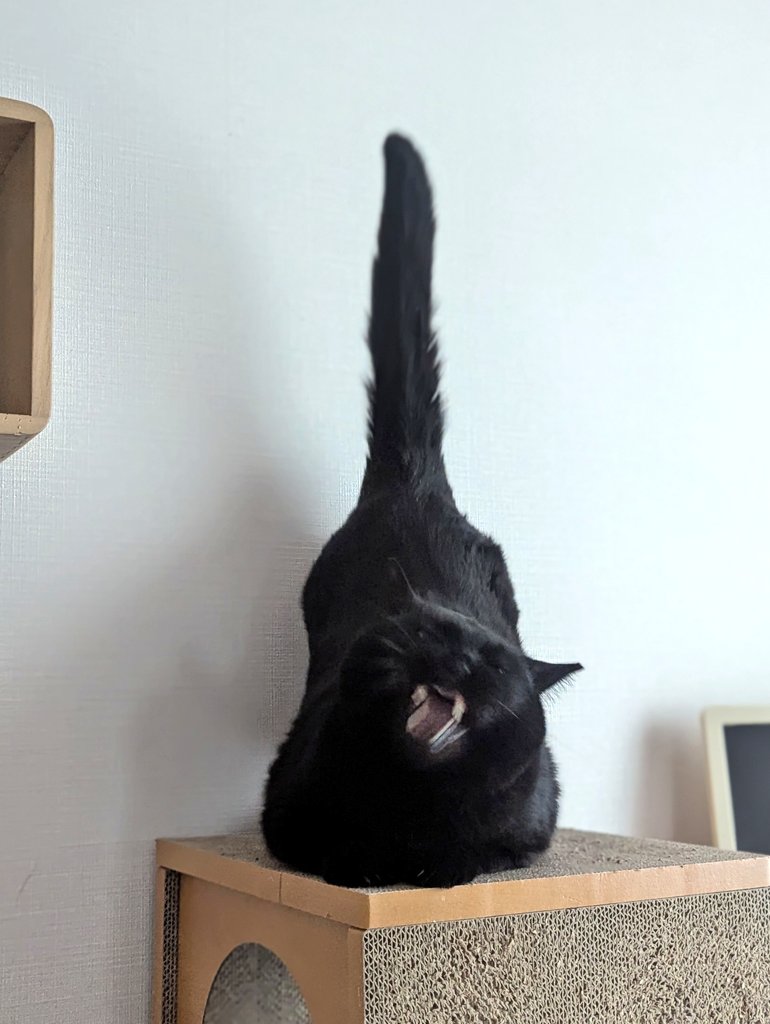 腰トントンしろ〜！って要求されてる https://t.co/BF67Q5zZun