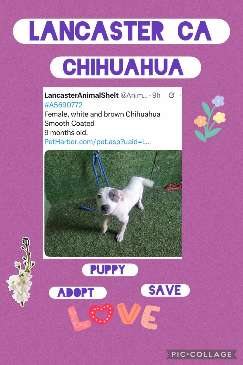SarahjaneGille1's tweet photo. Lancaster #CHIHUAHUA #Love low views so let’s help this little girl out to try and #save by #REPOSTING looks like a touch of #Pittie.. #chihuahua-rescue #luckychidogrescue #rescueachi #chihuahuarescue #chiangelsrescue @CWOB #12 dogs posted 🥱 #savechi https://t.co/08p5SOE40T