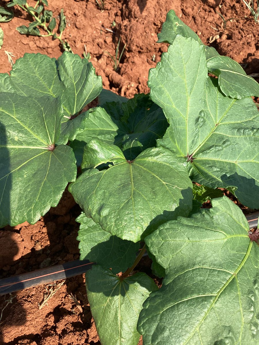 Mudhumeni Wabantu: (@celinahatidani) on Twitter photo The new baby has finally arrived,trialled & tested.
The hybrid OH2324 is here
40 days to maturity,finger lady type with a deep green colour.
Sold by <a href="/IntabaTrading/">Intaba Trading</a> 4 Bantry Rd,Alexandra park,Hre.
I you are farming in the Lowveld,please plant now
Highveld-buy now,plant early Aug. The new baby has finally arrived,trialled & tested.
The hybrid OH2324 is here
40 days to maturity,finger lady type with a deep green colour.
Sold by <a href="/IntabaTrading/">Intaba Trading</a> 4 Bantry Rd,Alexandra park,Hre.
I you are farming in the Lowveld,please plant now
Highveld-buy now,plant early Aug.