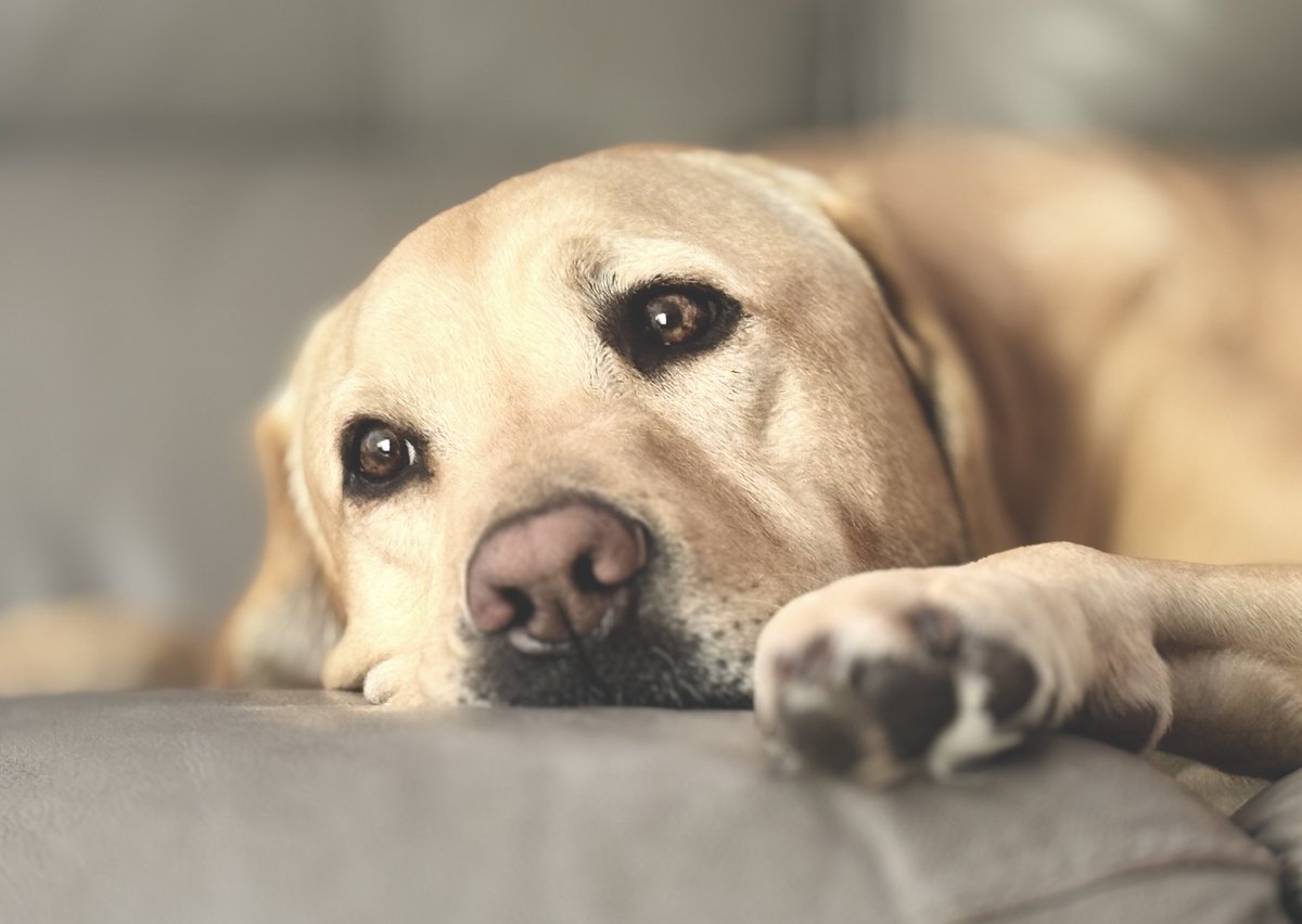 he didn’t ask
for more than this

a couch
a quiet
a warm breath near

eyes
full of
unspoken
stay

paws
tucked in peace
like he’s
protecting time

no bark
no chase
just
being here