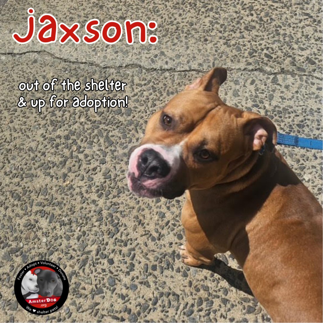 AmsterDogRescue's tweet photo. Jaxson 💙 settling in to his foster home, just a regular dog, on a cozy bed, with his very own toys 😍 TY to his foster, we ❤️seeing his handsome face in a smile. Apply to adopt Jaxson at https://t.co/5tCRxzMi17

#amsterdog #amsterdogrescue https://t.co/3Uo2mFOUaw