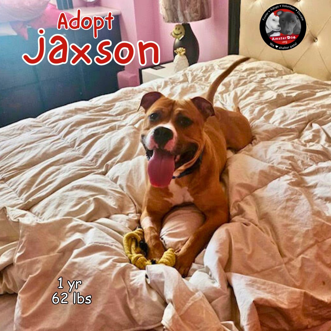 AmsterDogRescue's tweet photo. Jaxson 💙 settling in to his foster home, just a regular dog, on a cozy bed, with his very own toys 😍 TY to his foster, we ❤️seeing his handsome face in a smile. Apply to adopt Jaxson at https://t.co/5tCRxzMi17

#amsterdog #amsterdogrescue https://t.co/3Uo2mFOUaw