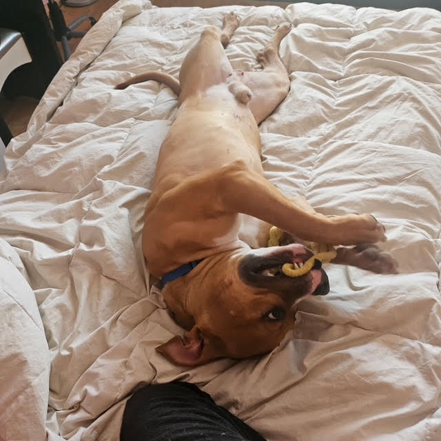 AmsterDogRescue's tweet photo. Jaxson 💙 settling in to his foster home, just a regular dog, on a cozy bed, with his very own toys 😍 TY to his foster, we ❤️seeing his handsome face in a smile. Apply to adopt Jaxson at https://t.co/5tCRxzMi17

#amsterdog #amsterdogrescue https://t.co/3Uo2mFOUaw