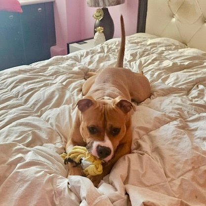 Jaxson 💙 settling in to his foster home, just a regular dog, on a cozy bed, with his very own toys 😍 TY to his foster, we ❤️seeing his handsome face in a smile. Apply to adopt Jaxson at AmsterDog.org

#amsterdog #amsterdogrescue