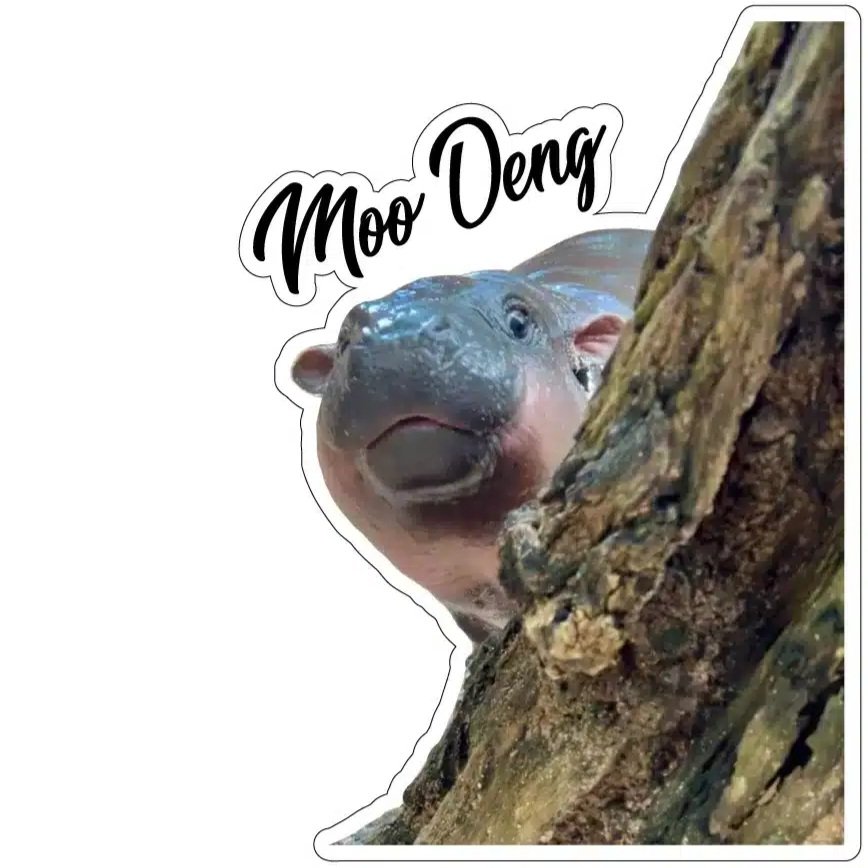 GGSgraphics's tweet image. 🦛 Happy Pygmy Hippo Day! If u love Moo Deng as much as we do, then u will most likely love our NEW Moo Deng magnets/stickers we have FOR SALE on our website:
ggsgraphics.com/product/magnet…