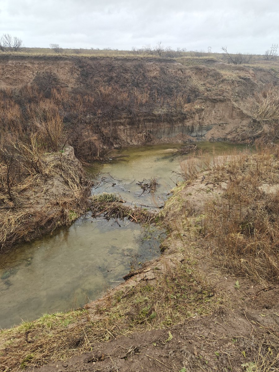 OgallalaLife's tweet photo. A core design constraint - safe to fail! 

Got 2" of #precipitation this weekend. Thompson Park dam released water yesterday,  the high water pulse breached 2 #beaver dam analogs (#BDAs)

Dam! 🤣 

We'll take a closer look &amp; at the #PALS tomorrow 🌱 https://t.co/AxXeHwpU6R