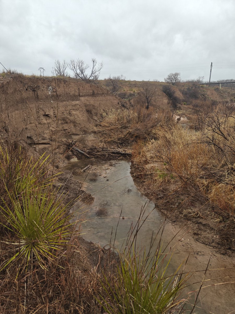 OgallalaLife's tweet photo. A core design constraint - safe to fail! 

Got 2" of #precipitation this weekend. Thompson Park dam released water yesterday,  the high water pulse breached 2 #beaver dam analogs (#BDAs)

Dam! 🤣 

We'll take a closer look &amp; at the #PALS tomorrow 🌱 https://t.co/AxXeHwpU6R